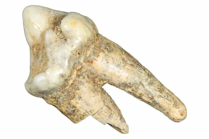 Rooted Fossil Cave Bear (Ursus) Tooth - L'Herm, France #293188
